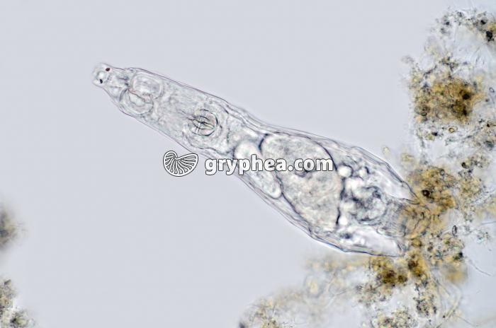 Rotifère x100 - gryphea.com